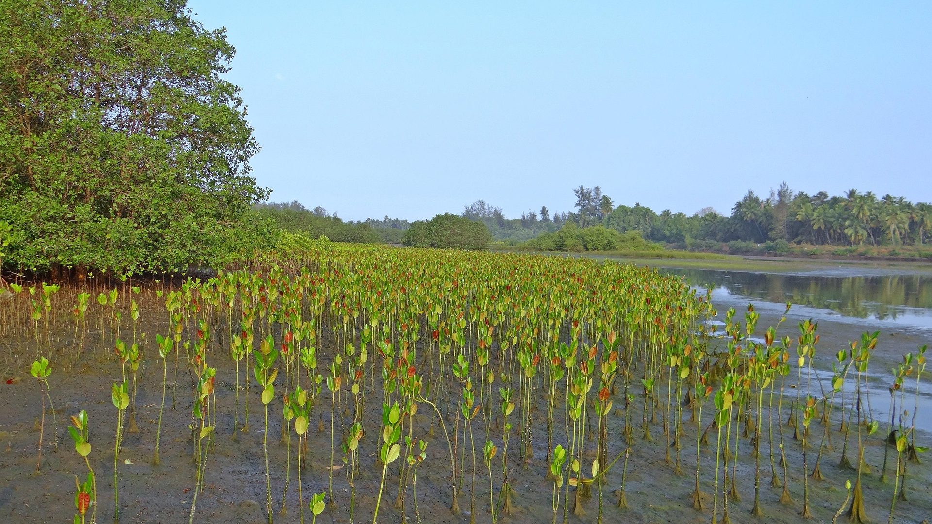 mangrove-249920_1920