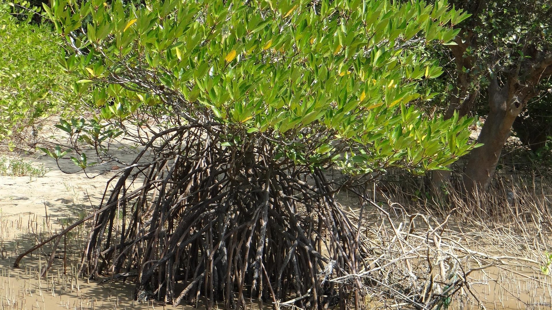 mangrove-251078_1920